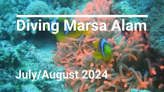 Diving Marsa Alam July  August 2024 [upl. by Erdnoed45]