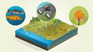 Våtmarker naturens eget reningsverk  Naturvårdsverket [upl. by Auberbach297]