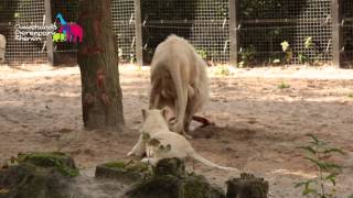 Leeuw en Tijger klimmen in Ouwehands Dierenpark Rhenen 2013 [upl. by Llenhoj]