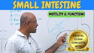 Segmentation in the Small Intestine [upl. by Hgielyk]