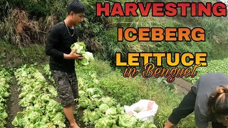 GANITO PALA MAGHARVEST NG LECHUGAS ICEBERG LETTUCE [upl. by Isola]