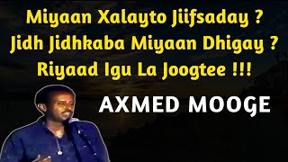 miyaan xalay to jiif day lyrics  axmed mooge miyaan xalay jiif day  Miyaan xalayto jiifsaday [upl. by Ricarda]