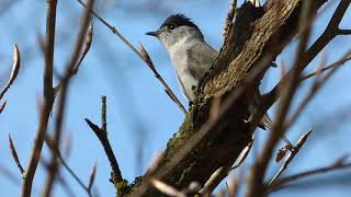 Every British Warbler calling  ordered by genus [upl. by Acinemod952]