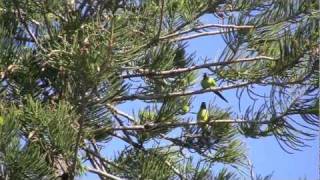 Wild Nanday Conures [upl. by Solegnave]