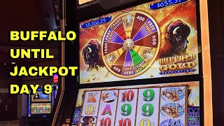 SPINNING THE LUCKY WHEEL  Buffalo until Jackpot DAY 9 [upl. by Adelric915]