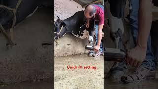 quickest and easiest way of intravenous infusion of calcium borogluconate in a big cow [upl. by Atiram]