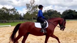 “Paragon” 6 yr old Lusitano gelding with Jennifer Cefalu in OcalaFL [upl. by Web]