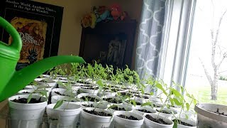 How i fix leggy seedlings and mold on seed starts [upl. by Finbar]