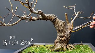 Pruning My Small Leaf Linden The Bonsai Zone Jan 2022 [upl. by Elleuqar977]