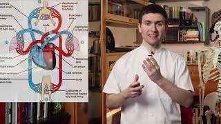 Circulația sistemică și pulmonară mare și mică [upl. by Rodolphe55]