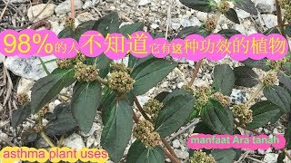 飞扬草的功效Euphorbia hirta usespokok ARA TANAH [upl. by Goulette]