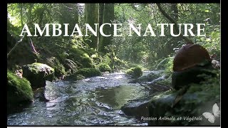 Video Ambiance nature bruits de leau Ruisseaux Rivières et son des oiseaux images réelles [upl. by Laeria150]