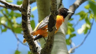 Baltimore Oriole singing  soundscallsong [upl. by Gardener337]