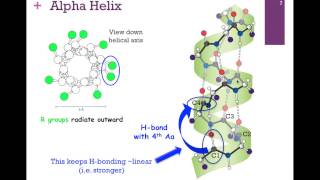 018Primary amp Secondary Structure [upl. by Auqenahs183]
