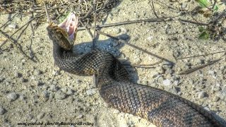 Cottonmouth Encounter [upl. by Fransen]