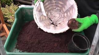 Planting Begonia Corms [upl. by Lidia]