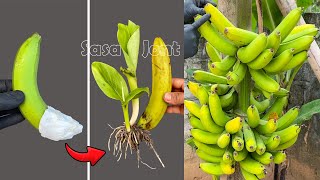 SIMPLE TECHNIQUE Know this trick to propagate bananas to produce super large fruit [upl. by Magnien228]