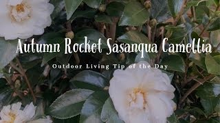 Autumn Rocket Sasanqua Camellia  Outdoor Living Tip of the Day [upl. by Elish]