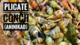 ANINIKAD PLICATE CONCH SHELLS PART 1  CATCH AND COOK  BOHOL PHILIPPINES [upl. by Eenaj29]