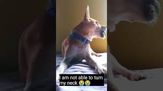 Dog TOO LAZY to play ball 😂  Indian Dogs ytshorts youtubeshorts doglover dogshorts doglife [upl. by Yvehc]