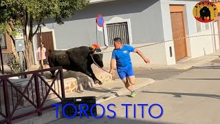 MOIXENT toros en cuerda 11 agosto 2024 [upl. by Shorter]