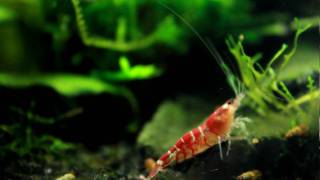 HD 1080p Crystal Red Garnelen  Crystal Red Shrimp 12 [upl. by Sadira]