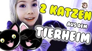 HANNAH ADOPTIERT 2 KATZEN 🐱🐱 Unsere neuen Familienmitglieder aus dem Tierheim ziehen ein [upl. by Felicia811]