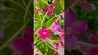 🌬️Thendral Vanthu Theendum Pothu  Tamil Love Song🌿 [upl. by Schindler819]