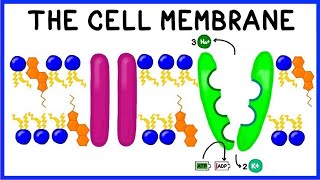 Cell Membrane Structure Function and The Fluid Mosaic Model [upl. by Emalee]