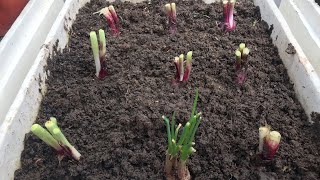 How to REGROW GREEN ONIONS in water kitchenhacks recipe gardning easyrecipe [upl. by Crespo]