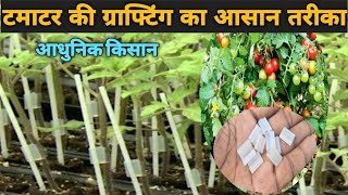 how to graft tomato plant tomato grafting technique [upl. by Nayhr]