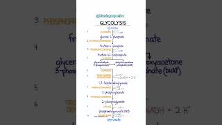 GLYCOLYSIS CYCLE BIOCHEMISTRY nursingstudent medicalstudent shortsvideo [upl. by Jillian197]