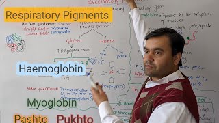 Respiratory Pigments  Hemoglobin  Myoglobin  Biology class 12  Dr Mushtaq Pashto Lectures [upl. by Cochrane]