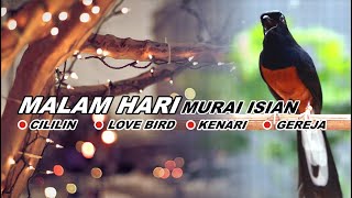 masteran burung 24 MURAI FULL ISIAN CILILIN KENARI GEREJA TARUNG LOVEBIRD NGEKEK PANJANG [upl. by Idnahs]