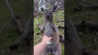 The FUNNIEST Kangaroo Encounter EVER [upl. by Deehahs]