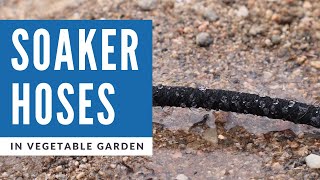 How to Install Soaker Hoses on Drip Irrigation in Vegetable Garden [upl. by Vokay]