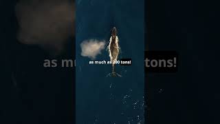 The Giant Blue Whale Melodic Humpbacks and Powerful Orcas 3 Fascinating Whale Facts [upl. by Tom]