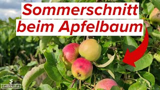 So schneidest du deinen Apfelbaum im Sommer Schritt für Schritt erklärt [upl. by Sunny437]