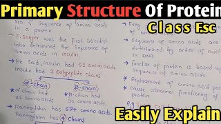 Primary Structure Of Protein In Urdu Hindi  Class 11 [upl. by Otreblanauj]