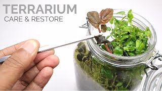 How to care for and restore a terrarium [upl. by Heinrich21]