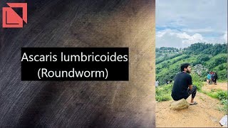 parasitology Ascaris lumbricoides norcet labtechnician microbiology Roundworm mlt mltclasses [upl. by Kore590]