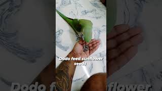 alexandrine parrot self feedalexandrine parrots alexandrineparrot parrotsofinstagram birds [upl. by Jala]