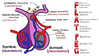 Anterior v Posterior Pituitary Gland  PLUS Anterior Pituitary Hormones Mnemonic FLAT PEG [upl. by Reivaxe]