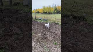 Milo playing with his invisible friends shorts jackrussellterrier funnydogs ghost invisibledog [upl. by Bernstein]