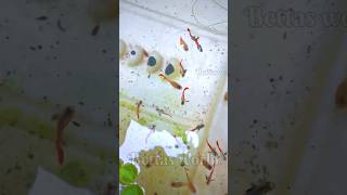 Best guppy Food for adults and fry’s bettas world in Tamil guppy trending shorts [upl. by Virgina]