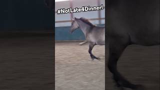 GRULLA Yearling Gelding  DID 👁👂Dinner video shortvideo horses horselife 🙏🐎 [upl. by Admama]