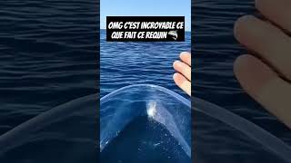 Majestueux requin dans les profondeur de locéan animals animauxétonnants viralvideo [upl. by Allak920]