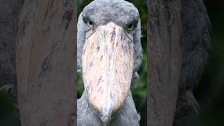 Shoebill Facts [upl. by Kurtzman]