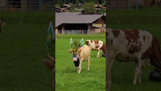 Alpabfahrt Hofstetten 🐮 youtubeshorts brienz travel cows nature [upl. by Mila]