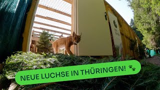 Ein Meilenstein für den Artenschutz Zwei weitere Luchse in Thüringen ausgewildert 🐾💚 [upl. by Adev]